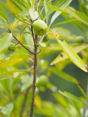  Şeftali meyve ağacı doğa arka plan 
