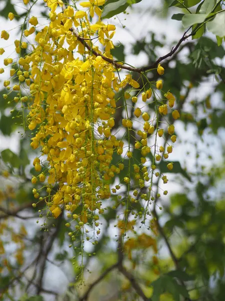 Chuveiro Dourado Árvore Amarelo Flor Natureza Fundo — Fotografia de Stock