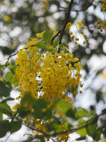 Chuveiro Dourado Árvore Amarelo Flor Natureza Fundo — Fotografia de Stock
