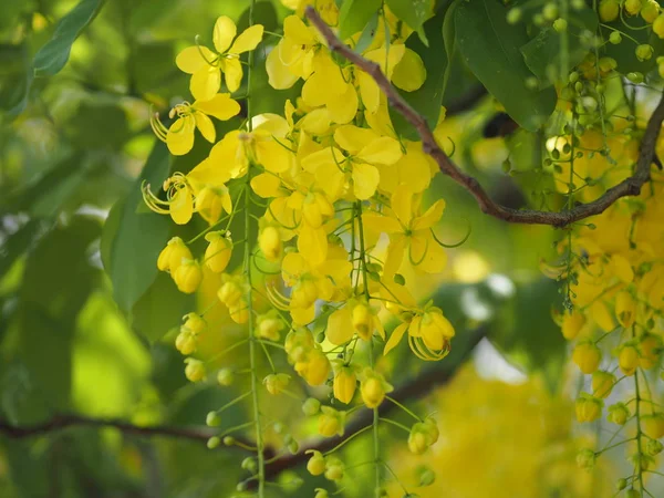 Ducha Dorada Árbol Amarillo Flor Naturaleza Fondo — Foto de Stock