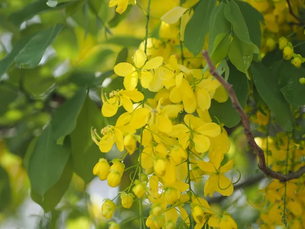Χρυσό Ντους Δέντρο Κίτρινο Λουλούδι Φύση Φόντο — Φωτογραφία Αρχείου