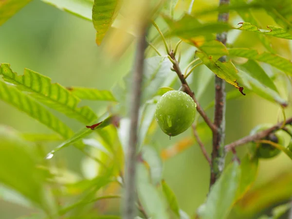 Pfirsich Obst Baum Natur Hintergrund — Stockfoto