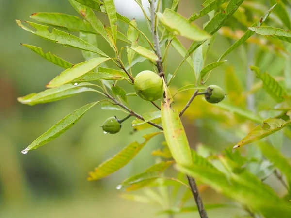 Peach fruit tree Nature background