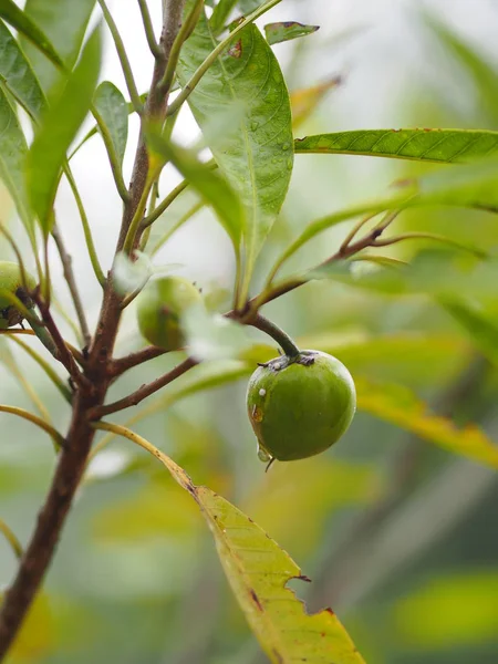 Персиковое Дерево — стоковое фото
