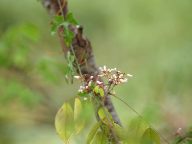 yazmak için Blur doğa arka plan alanı üzerinde pembe çiçek