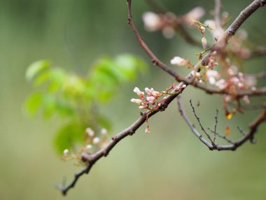 yazmak için Blur doğa arka plan alanı üzerinde pembe çiçek