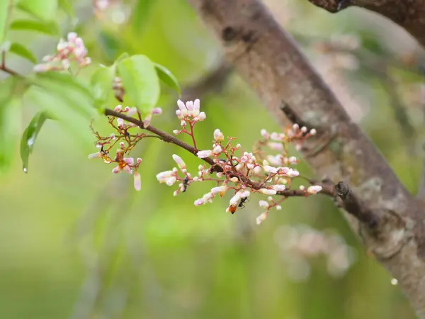 Rose Fleur Sur Flou Nature Fond Espace Pour Écrire — Photo