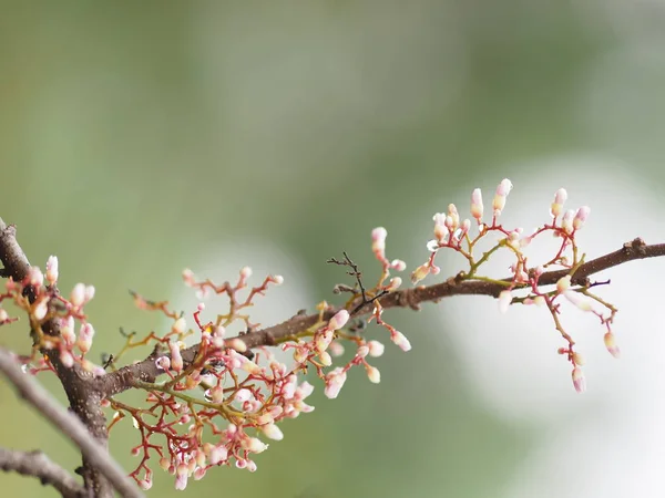 Rosa Blume Auf Unschärfe Natur Hintergrundraum Zum Schreiben — Stockfoto