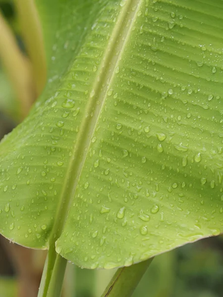 water drop rain on leaf banana