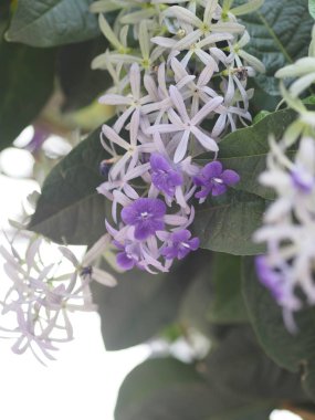 Çiçek Mor Çelenk adı bir yıldız benzeyen beş yaprakları ile Mor yaprakları var 