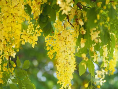 Altın duş ağacı sarı çiçek doğa arka plan 