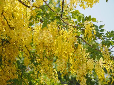 Altın duş ağacı sarı çiçek doğa arka plan 