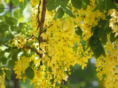Altın duş ağacı sarı çiçek doğa arka plan