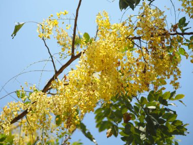 Altın duş ağacı sarı çiçek doğa arka plan