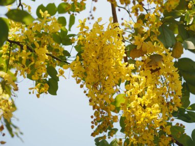 Altın duş ağacı sarı çiçek doğa arka plan