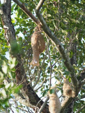 Dal ağacı doğa arka plan asılı Nest Kuş