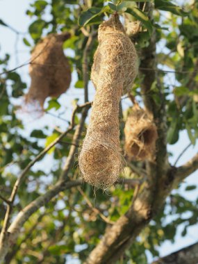 Dal ağacı doğa arka plan asılı Nest Kuş