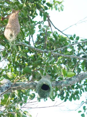 Dal ağacı doğa arka plan asılı Nest Kuş