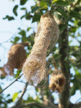 Dal ağacı doğa arka plan asılı Nest Kuş