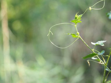 Asma sürünen bitki dağcı yeşil yaprak yazmak için doğa arka plan alanı bulanıklık