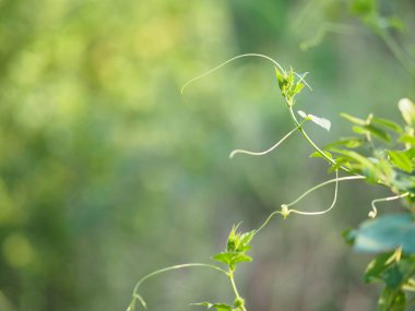 Asma sürünen bitki dağcı yeşil yaprak yazmak için doğa arka plan alanı bulanıklık