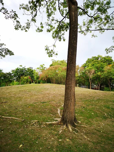 Velký Strom Přírodním Pozadí Parku — Stock fotografie