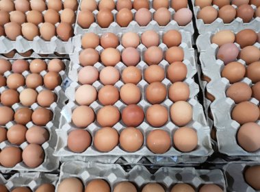 yığılmış tepsi kağıt yumurta tavuk