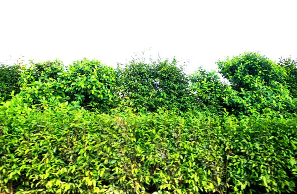 Arbusto Verde Aislado Sobre Fondo Blanco — Foto de Stock