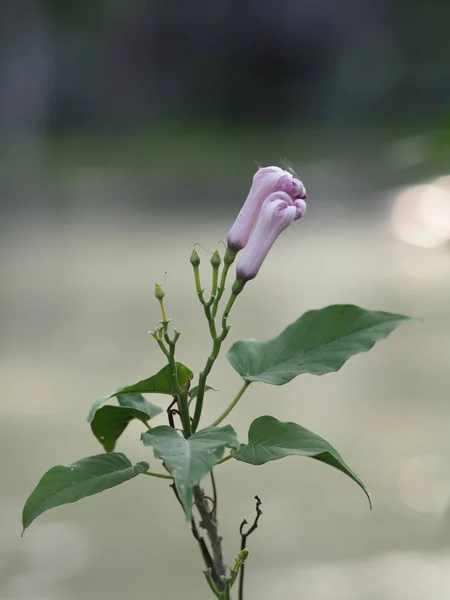 Brote Flor Púrpura Sobre Fondo Naturaleza Borrosa —  Fotos de Stock