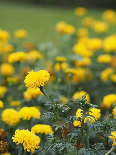 Flor Amarilla Caléndula Enfoque Selectivo Borrosa Fondo — Foto de Stock