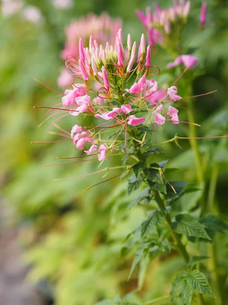 Rosa Fiore Sfondo Natura Sfocata — Foto Stock