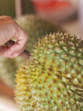durian Tay meyve Keskin diken parmak el yakalamak var
