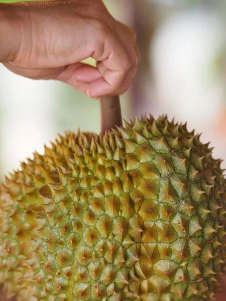 Durian Thai Owoce Mają Ostry Cierń Palec Dłoń Złapać — Zdjęcie stockowe