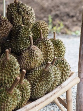 durian Tay meyve pazarda Sharp diken var