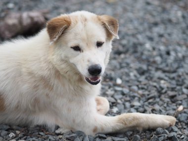 Beyaz köpek kahverengi kulak taş zeminde uyur.