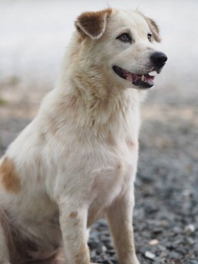 closeup yüz beyaz köpek taş zemin sevimli evcil hayvan hayvan oturan