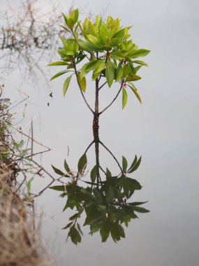 suda closeup Mangrove ağaç yansıması 