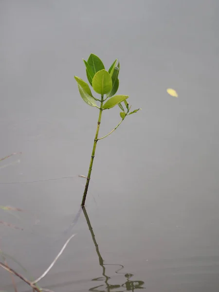 Primer Plano Reflejo Del Árbol Manglar Agua — Foto de Stock