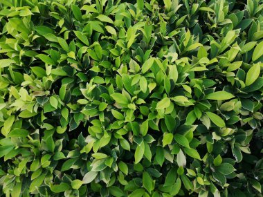 Yeşil yaprak arka plan doğa tasarım doku deseni 