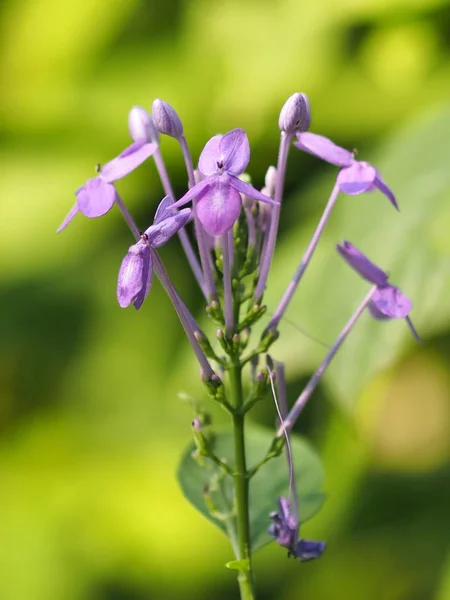 Purple Flower Blur Background Beautiful Nature — Stock Photo, Image