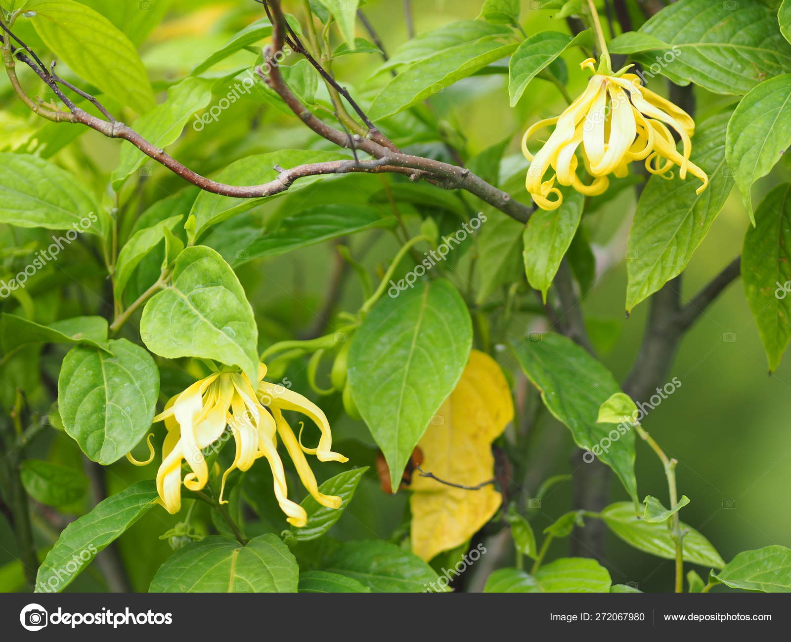 Cananga Odorata Ylang Ylang Name Flower Waves Gray Bark Bouquet Stock Photo Image By C Penpakn Hotmail Com Cananga Odorata Ylang Ylang Name Flower Waves Gray Bark Bouquet Stock Photo Image By C Penpakn Hotmail Com