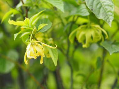 Cananga odorata Ylang-ylang adı çiçek Dalgalar Gri kabuğu Buket çiçek bir küme Sarı veya yeşil yaprakları içine yazmak için doğanın arka plan bulanık kokulu alan