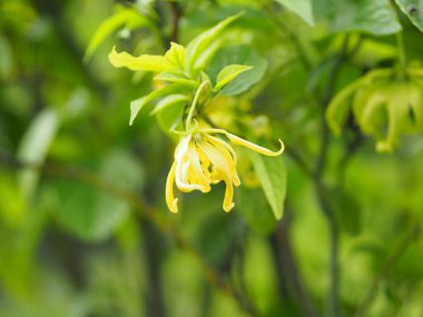 Cananga odorata Ylang-ylang adı çiçek Dalgalar Gri kabuğu Buket çiçek bir küme Sarı veya yeşil yaprakları içine yazmak için doğanın arka plan bulanık kokulu alan
