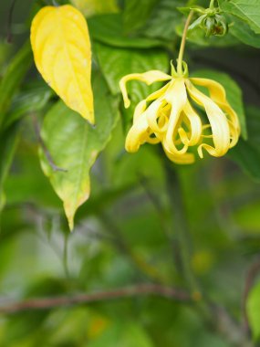 Cananga odorata Ylang-ylang adı çiçek Dalgalar Gri kabuğu Buket çiçek bir küme Sarı veya yeşil yaprakları içine yazmak için doğanın arka plan bulanık kokulu alan