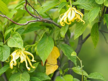 Cananga odorata Ylang-ylang adı çiçek Dalgalar Gri kabuğu Buket çiçek bir küme Sarı veya yeşil yaprakları içine yazmak için doğanın arka plan bulanık kokulu alan