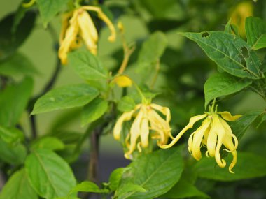 Cananga odorata Ylang-ylang adı çiçek Dalgalar Gri kabuğu Buket çiçek bir küme Sarı veya yeşil yaprakları içine yazmak için doğanın arka plan bulanık kokulu alan