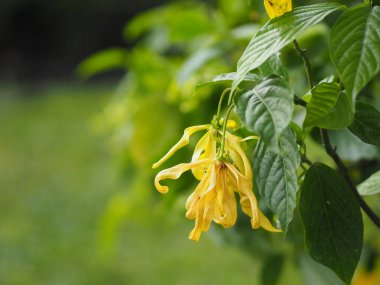 Cananga odorata Ylang-ylang adı çiçek Dalgalar Gri kabuğu Buket çiçek bir küme Sarı veya yeşil yaprakları içine yazmak için doğanın arka plan bulanık kokulu alan
