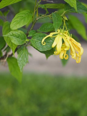Cananga odorata Ylang-ylang adı çiçek Dalgalar Gri kabuğu Buket çiçek bir küme Sarı veya yeşil yaprakları içine yazmak için doğanın arka plan bulanık kokulu alan