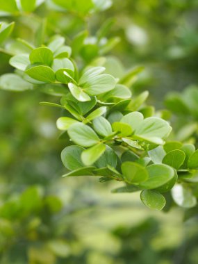 yeşil yaprak ön planda damla yağmur yazmak için doğa arka plan alanı bulanık