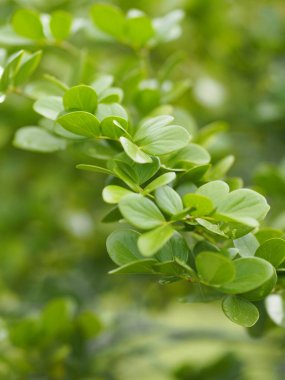 yeşil yaprak ön planda damla yağmur yazmak için doğa arka plan alanı bulanık